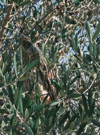 Boobook owl in olive grove at Devon Siding Olives