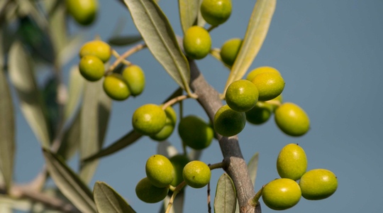 Olives on a branch at Devon Siding Olives