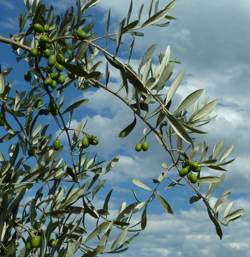 Olives on tree