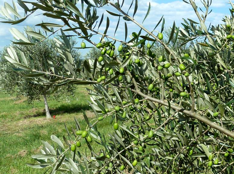 Devon Siding Olives - tree with many olives