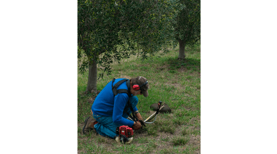 Chris hard at work in the olive grove