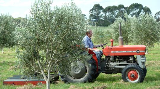 Chris tending the olive grove by tractor