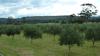 Devon Siding's olive grove