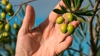 Green Devon Siding olives relative to hand