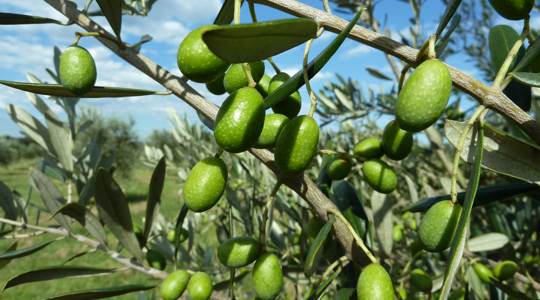 Bright green Devon Siding olives