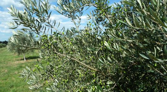 An olive tree loaded with olives