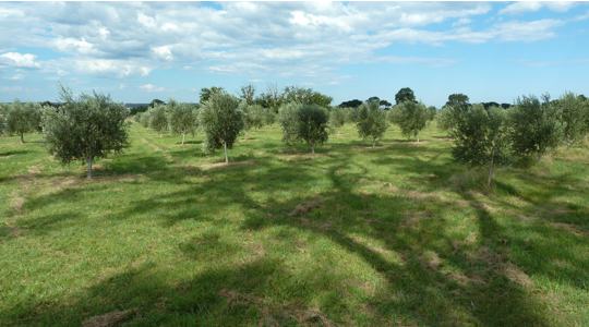 Some large trees shade the olives in summer
