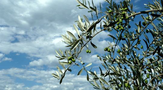 Olives growing skyward