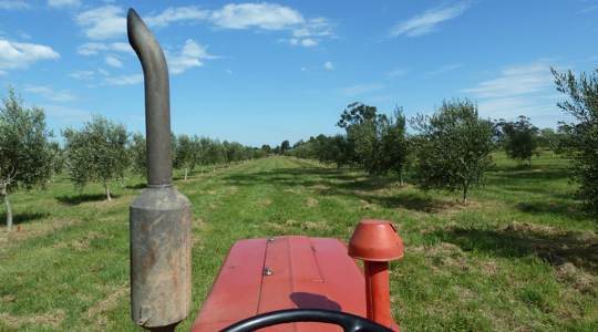 Tractor's-eye view of the grove